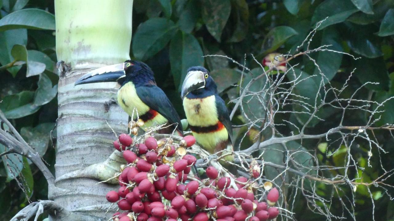 Lodge Passion Fruit Cahuita